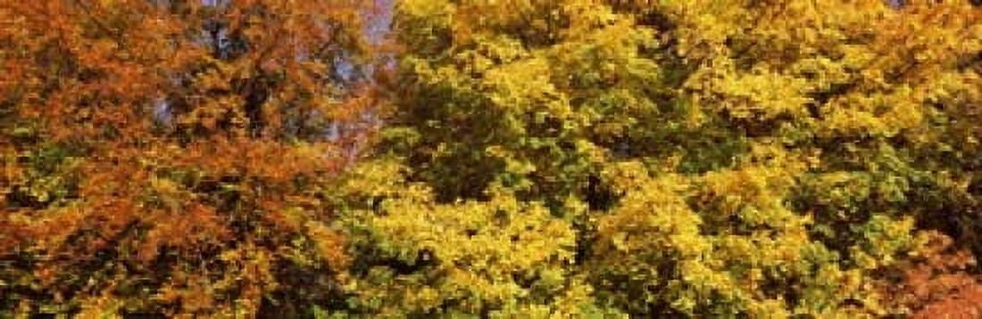 Autumnal trees in a park Ludwigsburg Park Ludwigsburg Baden-Wurttemberg Germany Canvas Art - Panoramic Images (18 x 6)