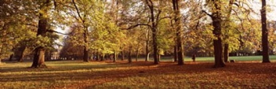 Autumnal trees in a park Ludwigsburg Park Ludwigsburg Baden-Wurttemberg Germany Canvas Art - Panoramic Images (36 x 12)