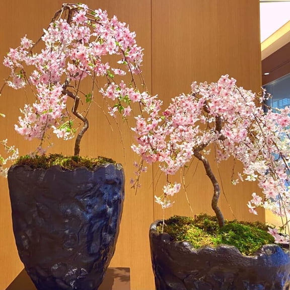Autumnalis Cherry Blossom Tree, Live Ornamental Tree 6-12" Tall in Pot, Beautiful Spring Blooms for Outdoor Planting