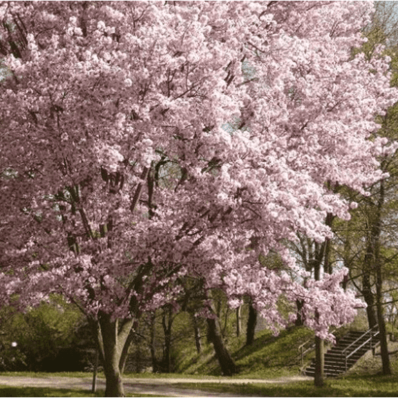 Autumnalis Flowering Cherry Tree Live for Planting, Cherry Blossom Tree 6 to 12 Inch Tall in a 2.5 Inch Pot - Dormant in Winter