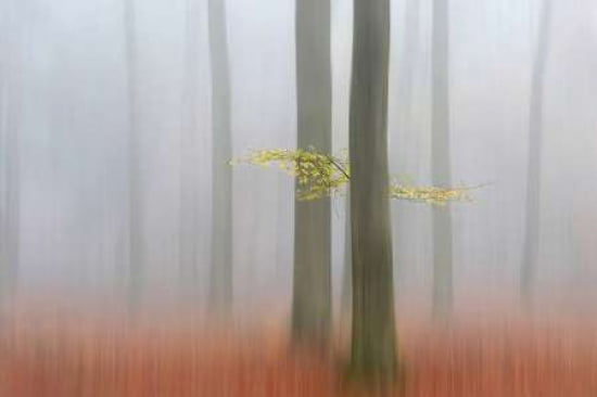 Autumnmorning Canvas Art - Huib Limberg (12 x 18)