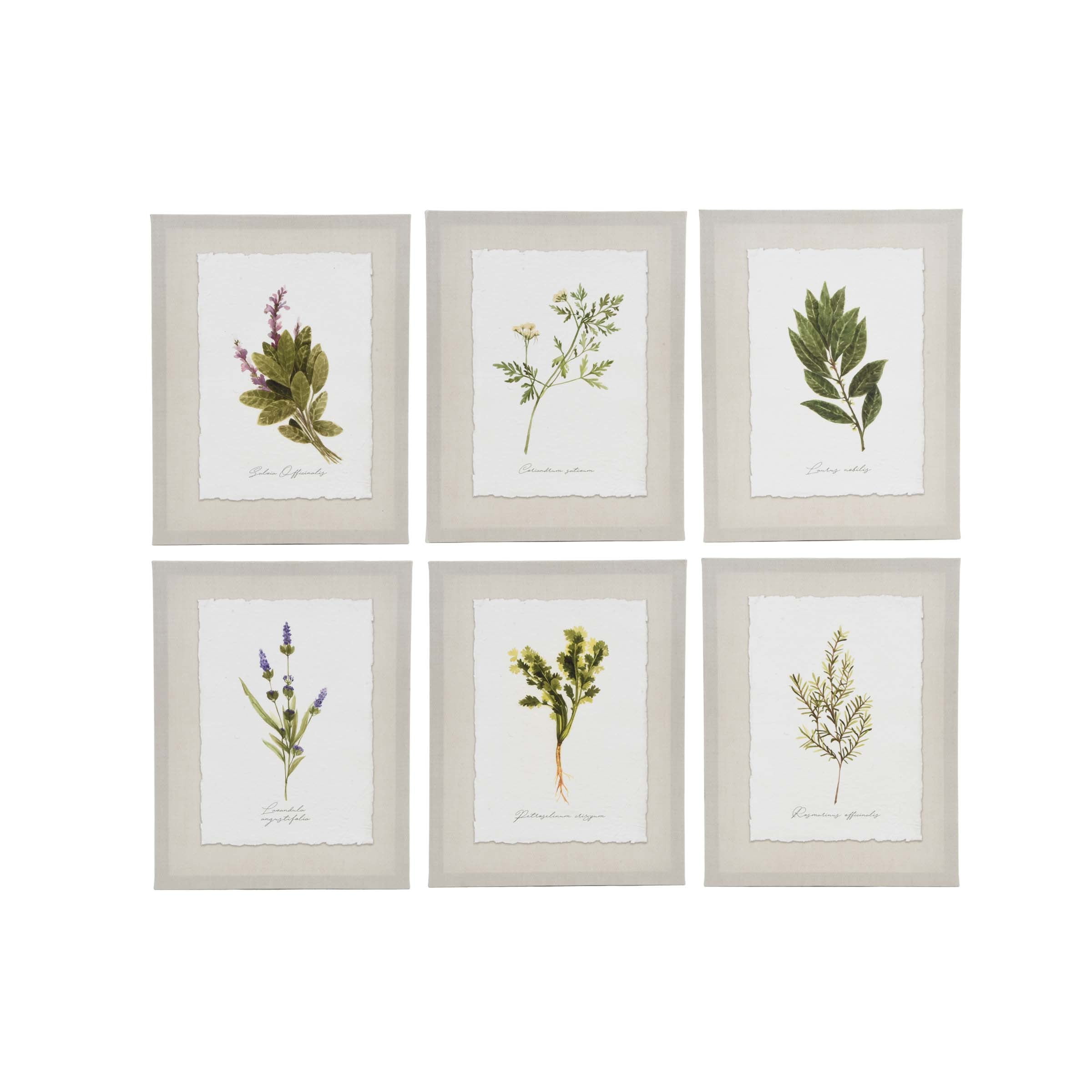 Ava Barrett Botanical Herb Multicolor Canvas Prints, Set of 6