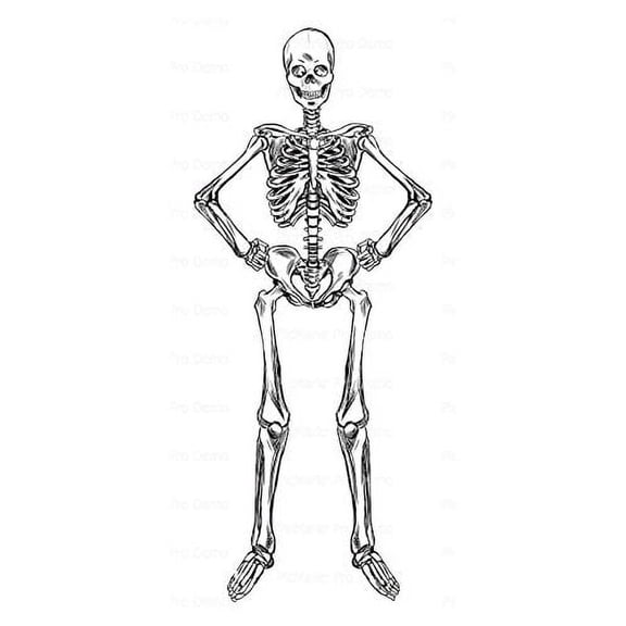 TNCT Skeleton Halloween Edible Image Cake Topper for Quarter Sheet Cake