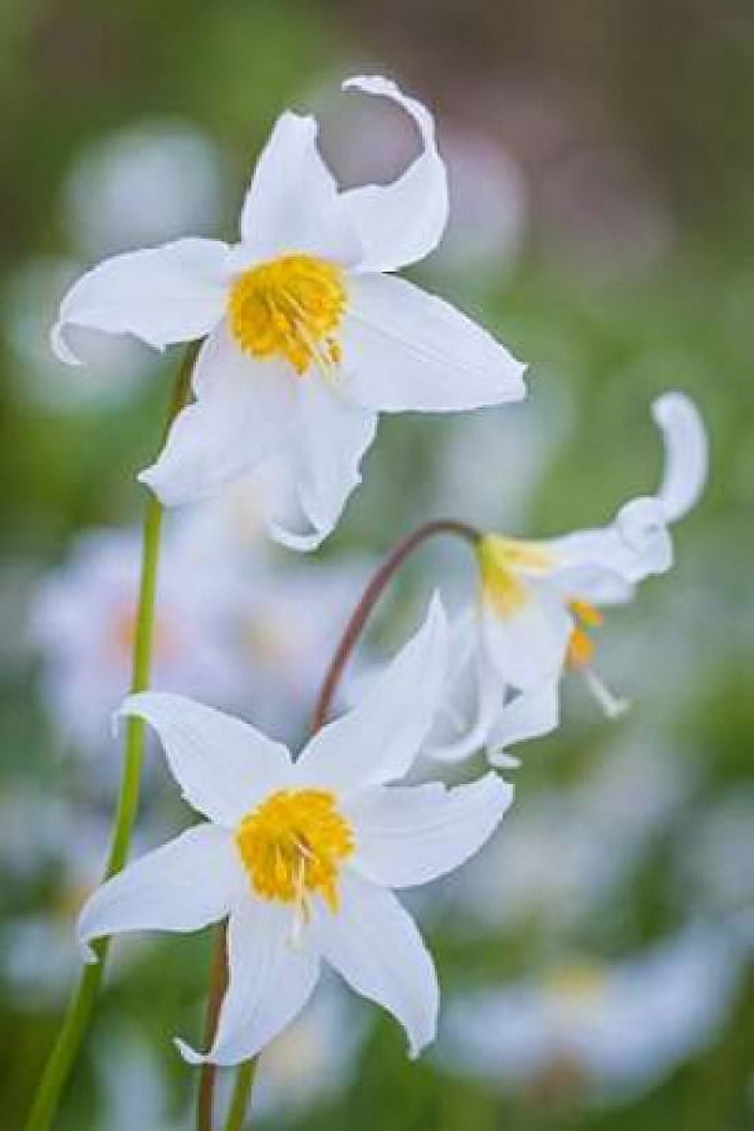 Avalanche Lily I Canvas Art - Kathy Mahan (12 x 18)