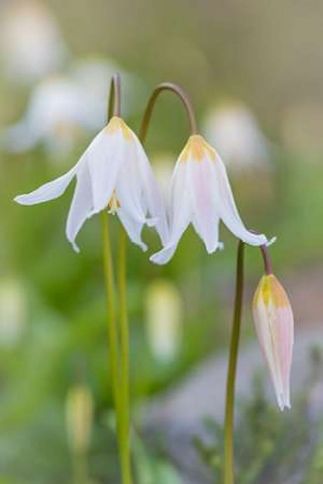 Avalanche Lily II Canvas Art - Kathy Mahan (24 x 36)