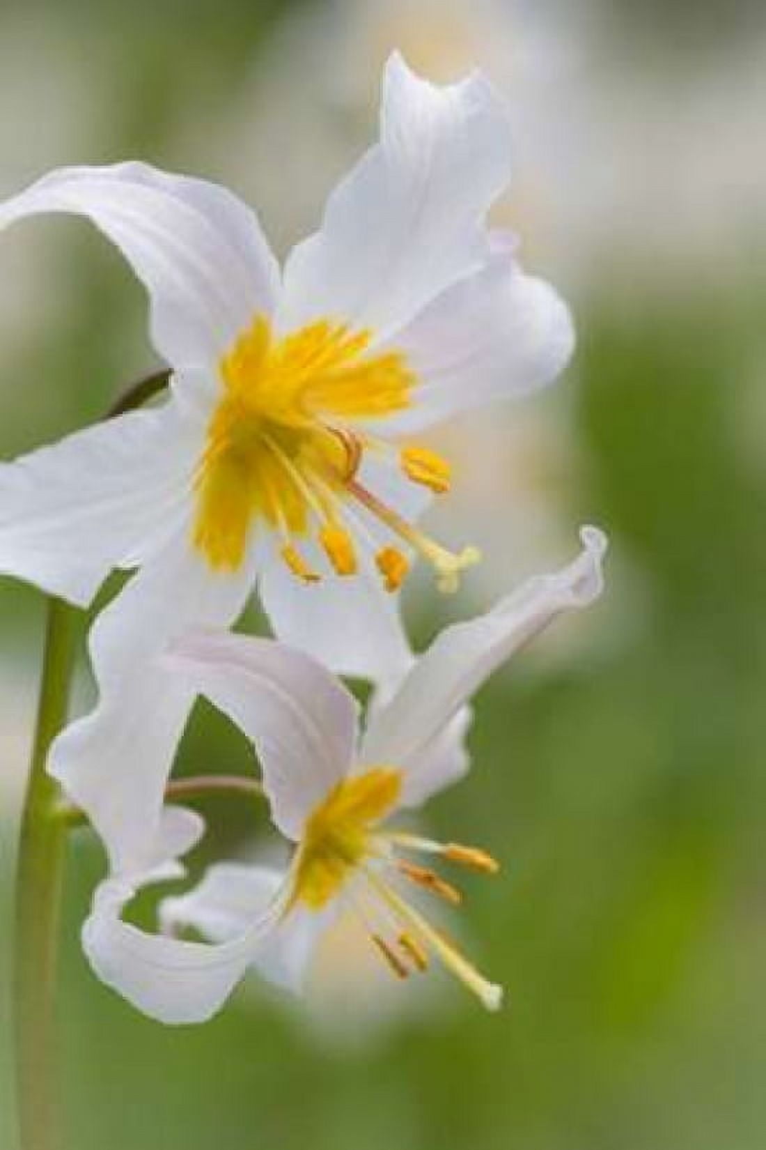 Avalanche Lily III Canvas Art - Kathy Mahan (12 x 18)
