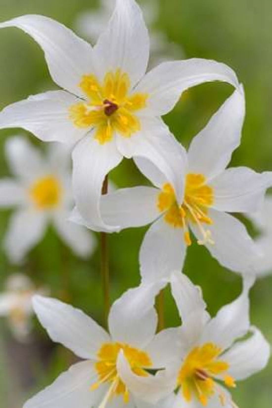 Avalanche Lily IV Canvas Art - Kathy Mahan (24 x 36)