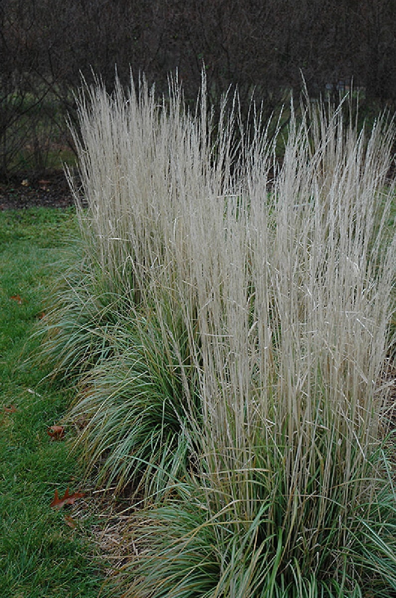 Avalanche Variegated Feather Reed Grass Calamagrostis Gallon Pot
