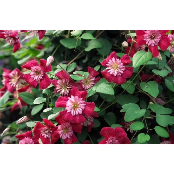 Avant-Garde Evipo033 Clematis Vine - Pink/Red/Pompom Centers - 2.5" Pot