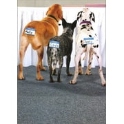Avanti Press 3 Dogs Looking at Table Funny / Humorous Dalmation Birthday Card