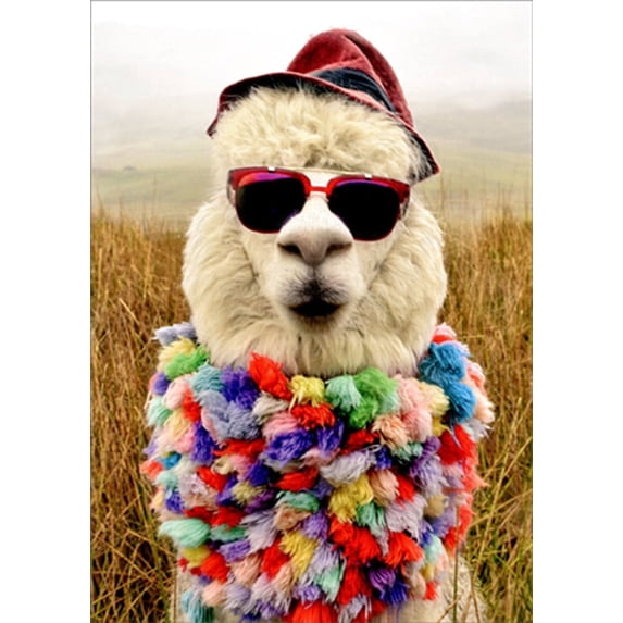 Avanti Press Alpaca Wearing Fedora and Colorful Scarf Funny : Humorous Birthday Card