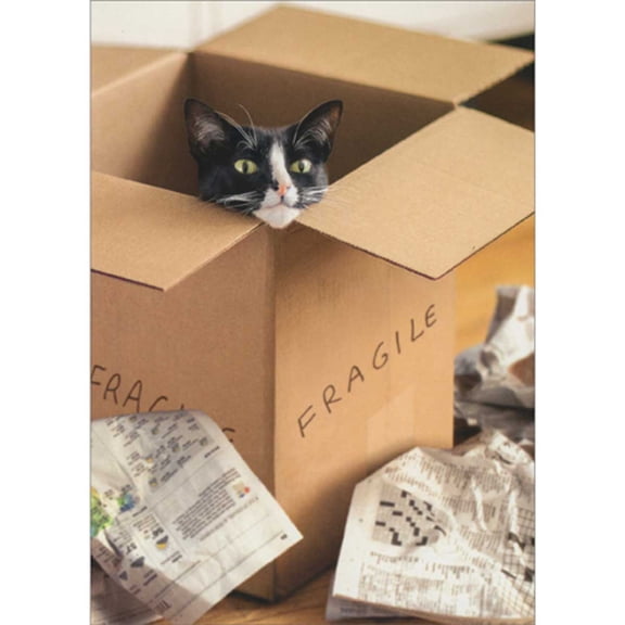 Avanti Press Black and White Cat Peeking Out Of Brown Box Funny Congratulations New Home Card