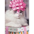 thumbnail image 1 of Avanti Press Cat Wearing Pink Bow on Head and Sitting on Present Funny / Humorous Feminine Birthday Card for Her : Women, 1 of 2