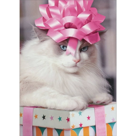 Avanti Press Cat Wearing Pink Bow on Head and Sitting on Present Funny / Humorous Feminine Birthday Card for Her : Women