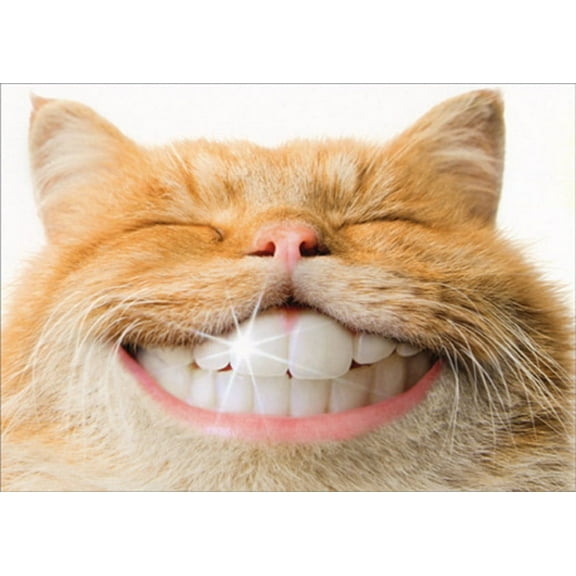 Avanti Press Cat With Shiny Human Teeth Humorous : Funny Support Card