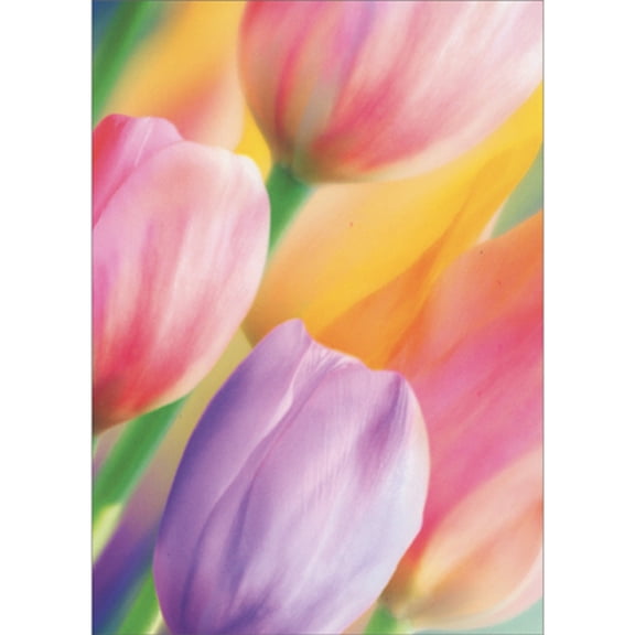 Avanti Press Closeup of Pastel Colored Tulips Photo Blank Note Card