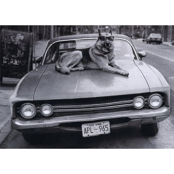 Avanti Press Dog On Hood Of Car Funny German Shepherd Birthday Card
