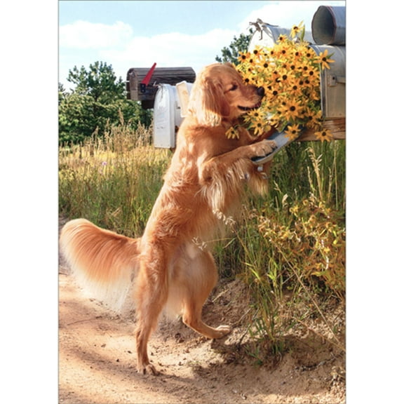 Avanti Press Dog at Mailbox Full of Yellow Daisies Cute Thank You Card