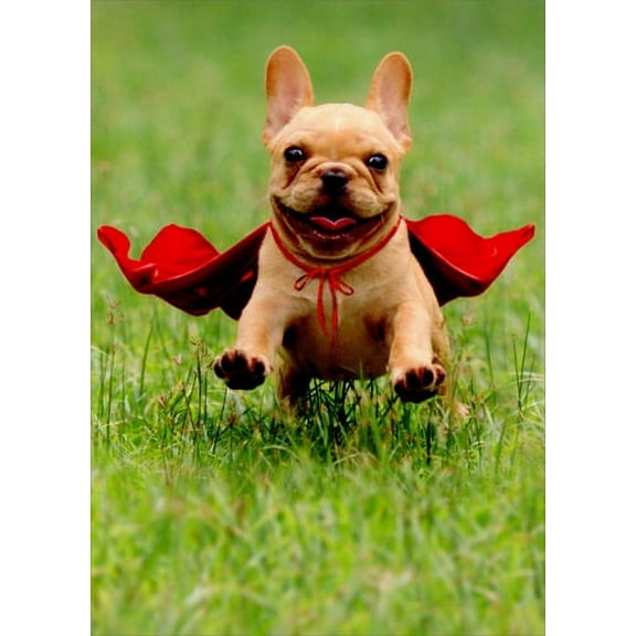 Avanti Press Frenchie Jumping Wearing Red Cape Dog Thank You Card