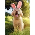 thumbnail image 1 of Avanti Press Golden Puppy With Bunny Ears Cute Dog Easter Card, 1 of 2