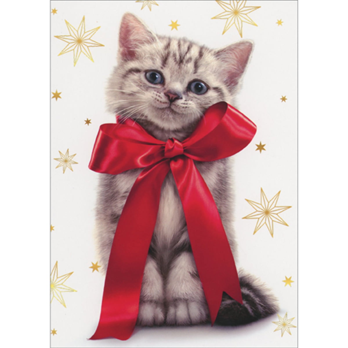 Avanti Press Gray Kitten Wearing Large Red Bow: Gold Snowflakes Cute Cat Box of 10 Christmas Cards
