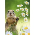 thumbnail image 1 of Avanti Press Groundhog Holding Daisies Cute Thank You Card, 1 of 2