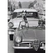 Avanti Press Hollywood Dog In Sports Car America Collection Funny / Humorous Birthday Card