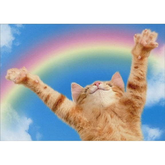 Avanti Press Kitten Rainbow Funny / Humorous Cat Congratulations Card