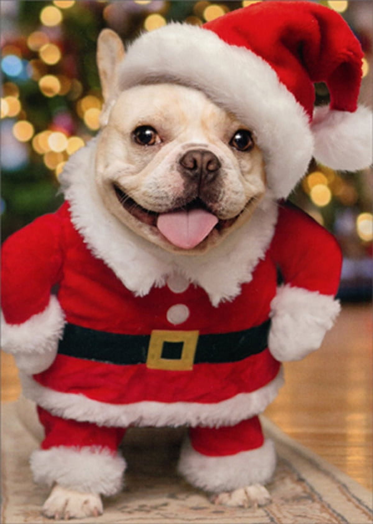 Bulldog with santa hat hot sale