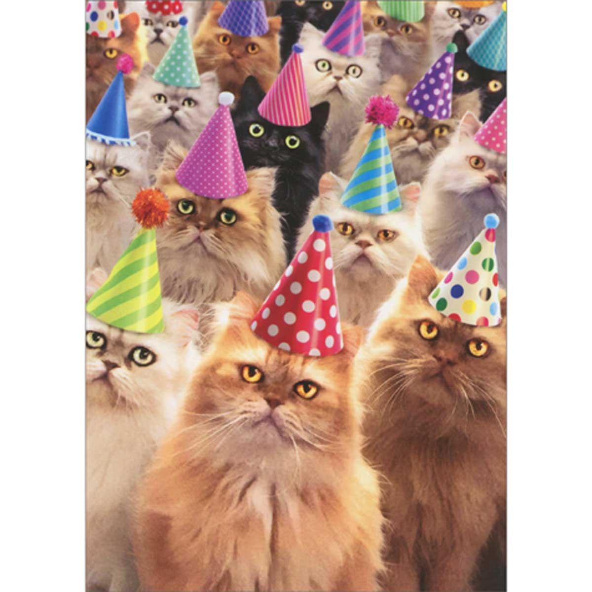 Avanti Press Roomful of Staring Cats Wearing Party Hats Funny Birthday ...