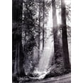 thumbnail image 1 of Avanti Press Sequoia Forest America Collection Sympathy Card, 1 of 2