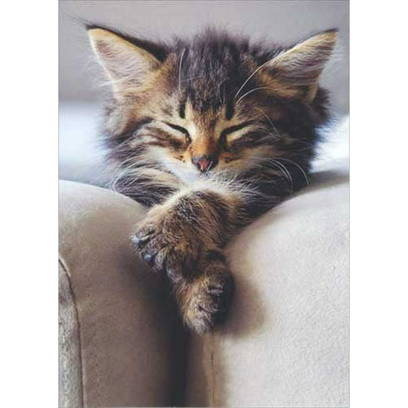 Avanti Press Sleeping Kitten With Folded Paws Deluxe Matte Cat Blank Note Card