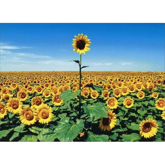 Avanti Press Sunflower Field Thank You Card