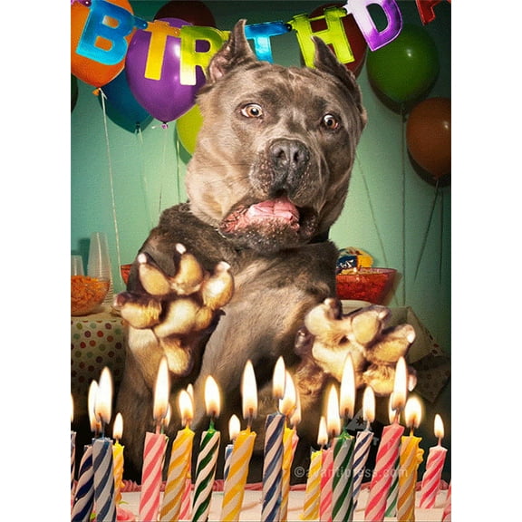 Avanti Press Surprised Dog Birthday Cake Lenticular Motion 3D Funny Birthday Card