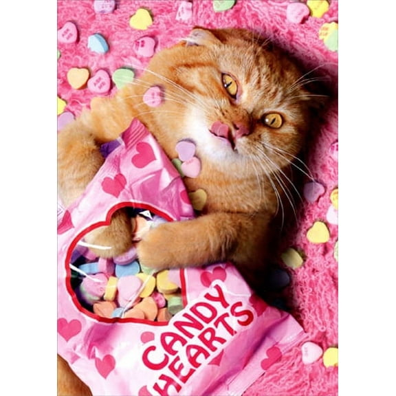 Avanti Press Sweetheart Cat Funny Valentine's Day Card