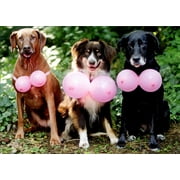 Avanti Press Three Dogs Wearing Pink Balloons Feminine Funny : Humorous Birthday Card for Woman / Her