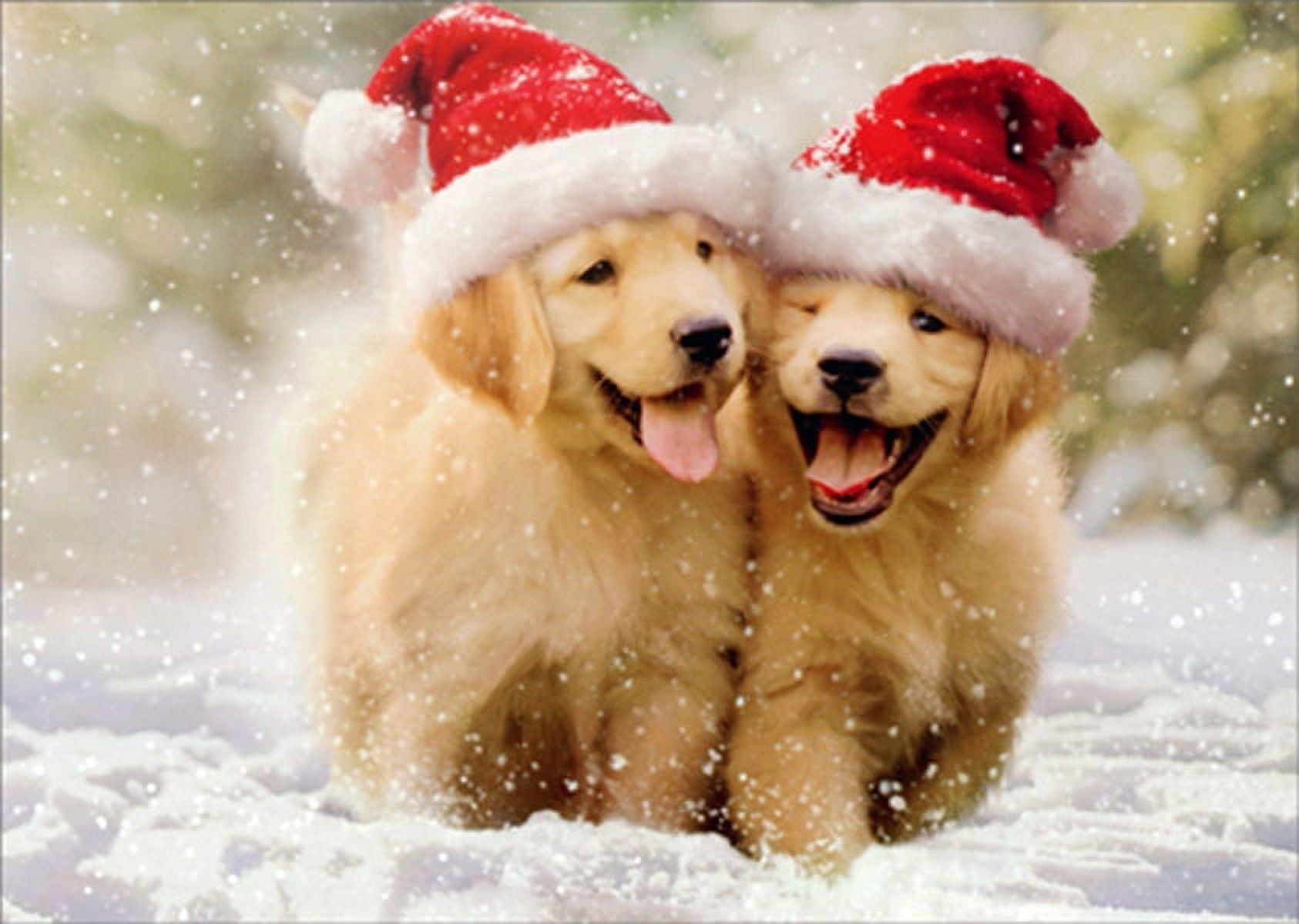 Avanti Press Two Golden Puppies Running in Snow Cute Dogs Christmas Card (1  card/1 envelope) - Walmart Business Supplies, image size:1686x1200