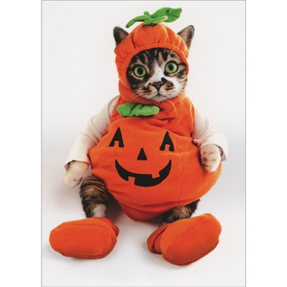 Avanti Press Wide Eyed Kitten Wearing Pumpkin Costume Humorous / Funny Halloween Card