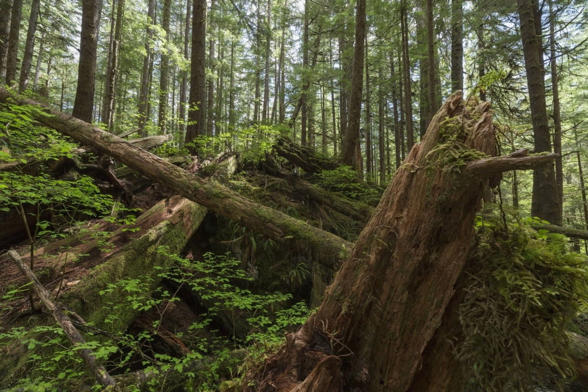 Avatar Grove Tofino British Columbia Canada Canvas Art - Robert Postma Design Pics (19 x 12)