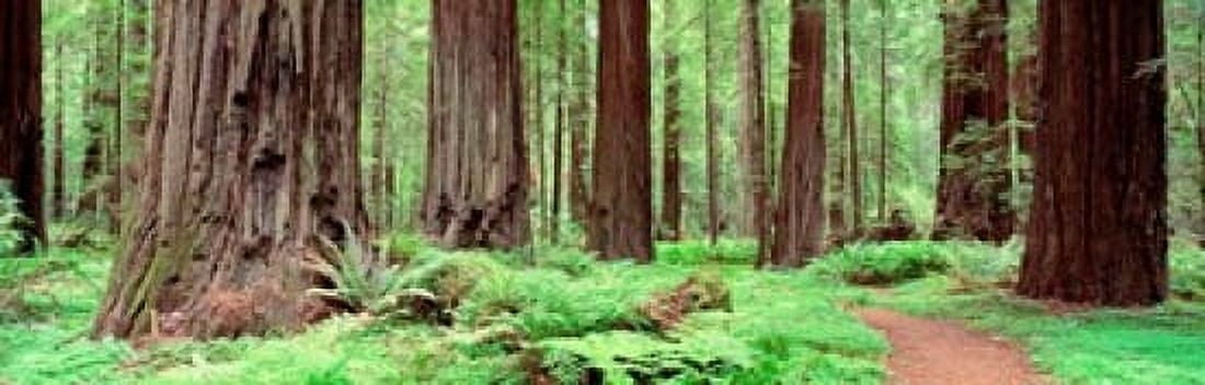 Avenue Of The Giants Founders Grove California Canvas Art - Panoramic Images (38 x 12)