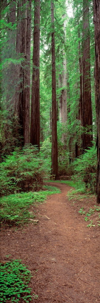 Avenue of the Giants Rockefeller Grove CA USA Canvas Art - Panoramic Images (36 x 12)