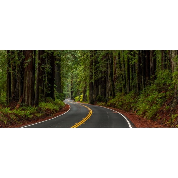 Avenue of the Giants passing through a redwood forest, Humboldt Redwoods State Park, California, USA Poster Print by Panoramic Images (15 x 7)