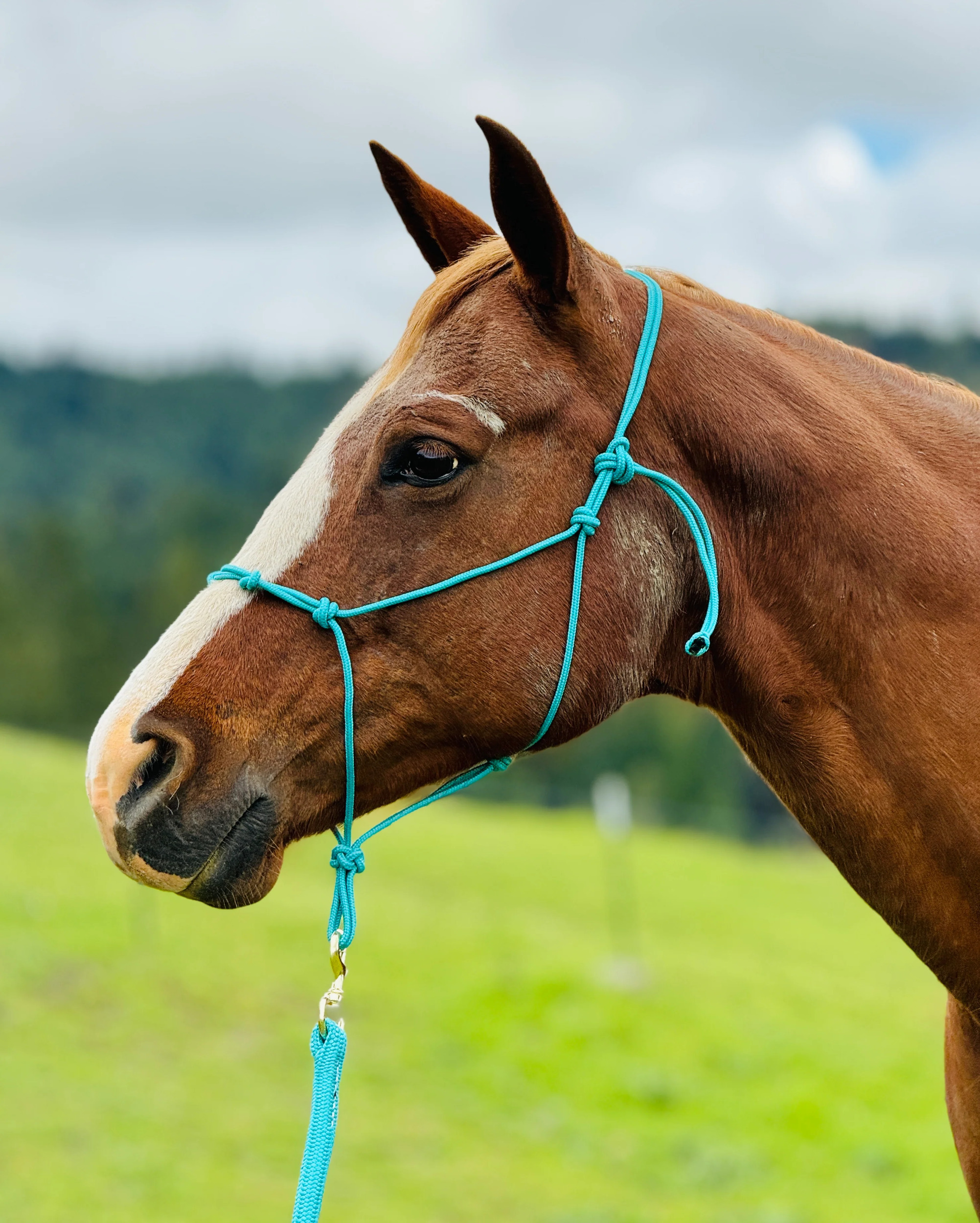 Average Horse 4 Knot Rope Halter & Lead Set (TEAL)