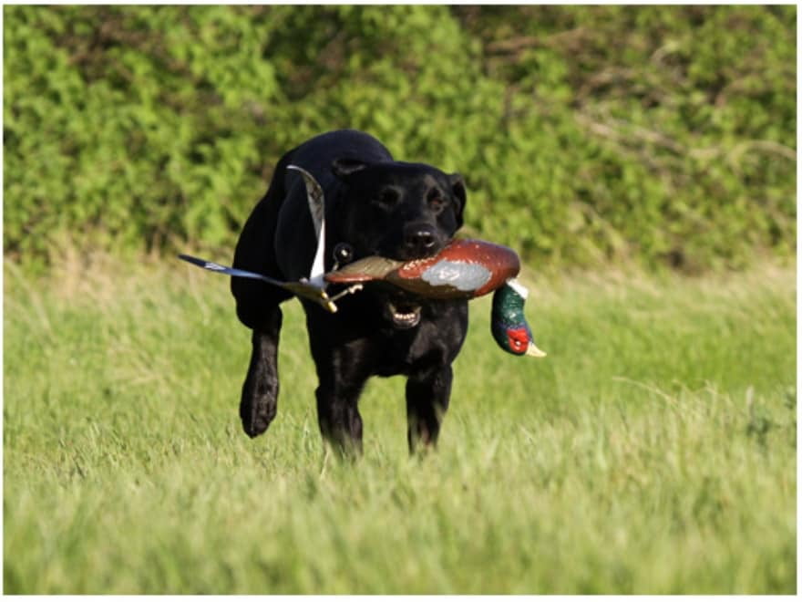 Waterfowl Hunting Professional Hunting Dog Trainers Near Me