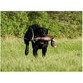 thumbnail image 1 of Avery EZ Bird Pheasant Dog Training Dummy, 1 of 2