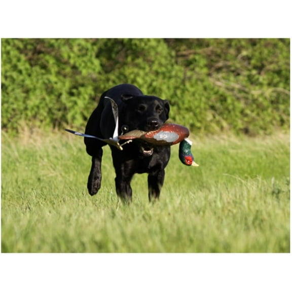 Avery Sporting Dog EZ-Bird Pheasant Training Dummy - 02008