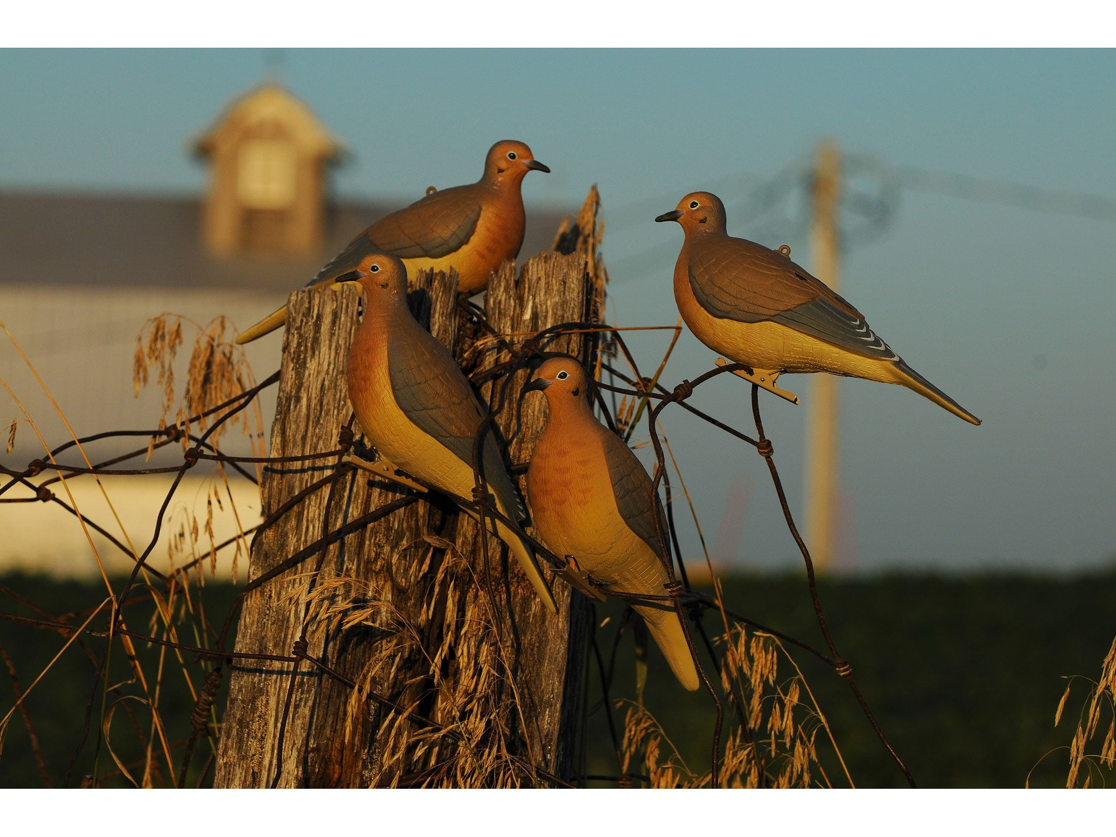 Dove CDセット The Doves - Universal Want - Digipak - Amazon.com Music