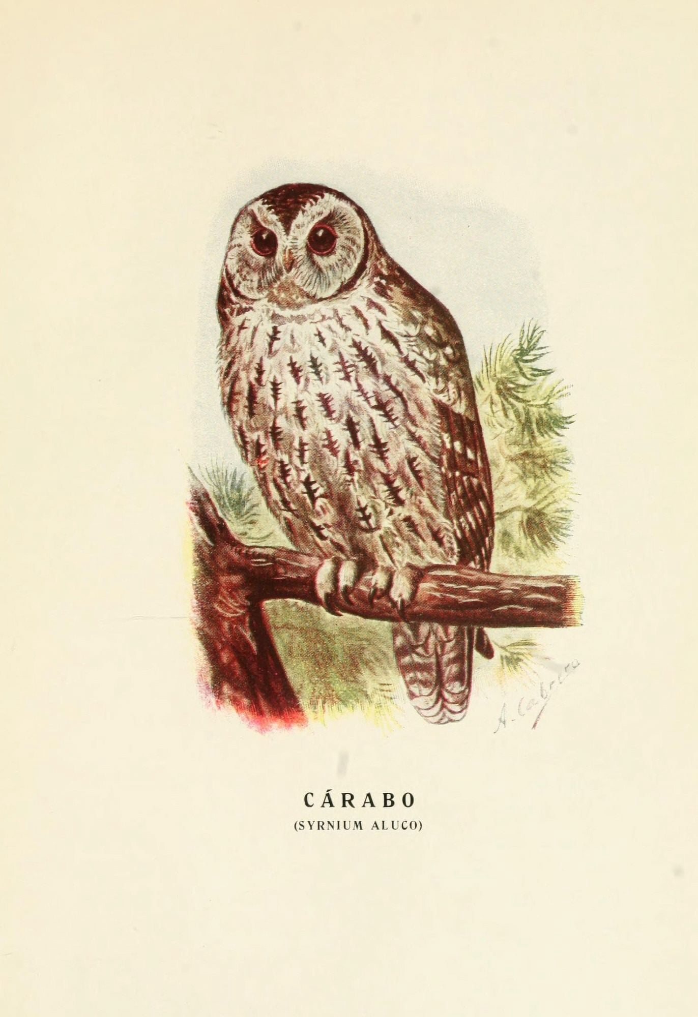 Aves de Rapia y Su Caza 1918 Carabou Owl Canvas Art - DA Cabrera (24 x 36)
