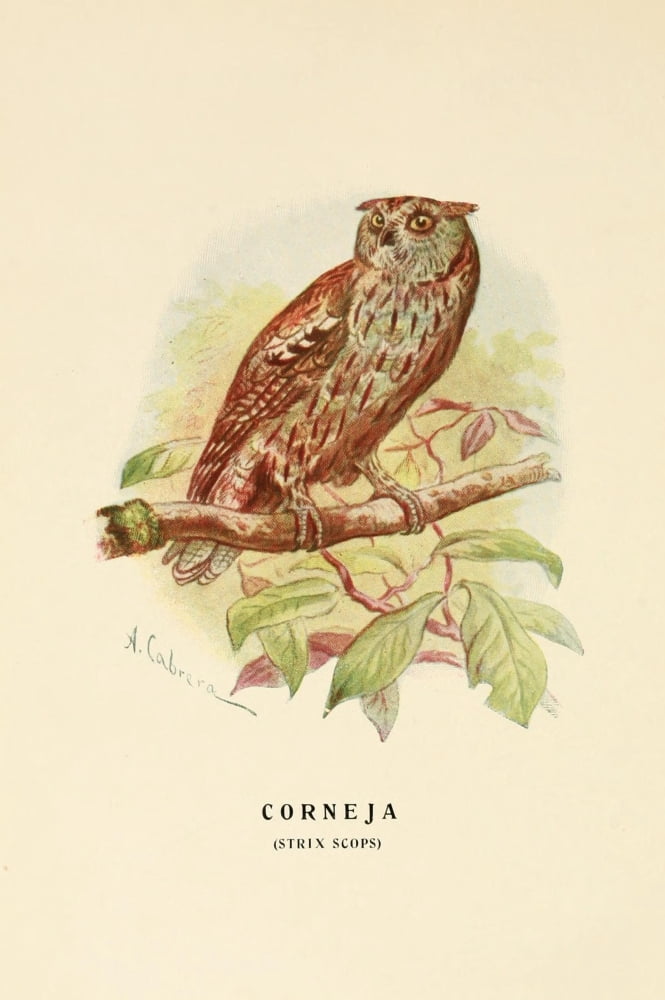 Aves de Rapia y Su Caza 1918 Corneja Canvas Art - DA Cabrera (24 x 36)