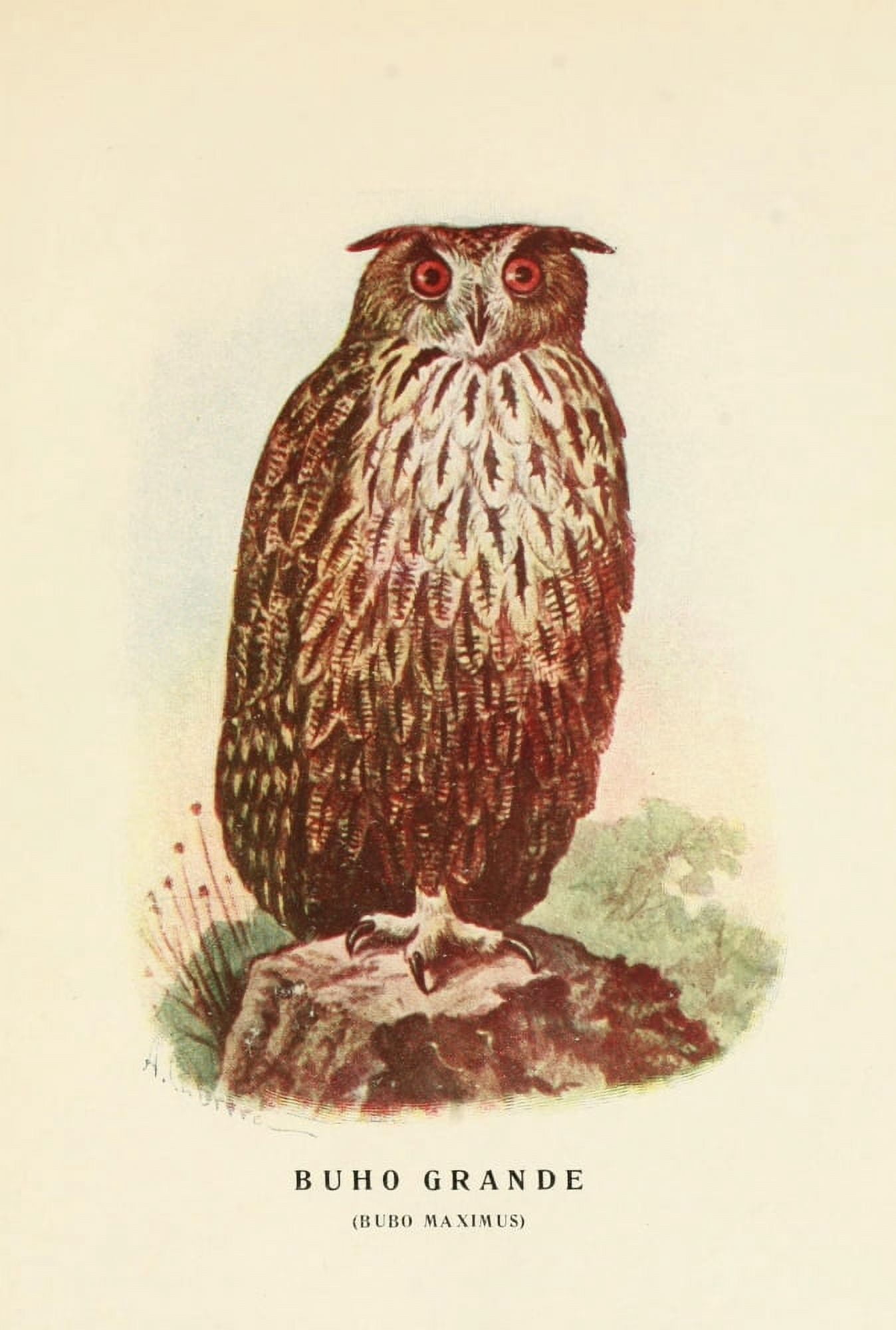 Aves de Rapia y Su Caza 1918 Great Owl Canvas Art - DA Cabrera (24 x 36)